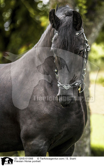 Friese Portrait / Friesian Horse portrait / SAS-01066