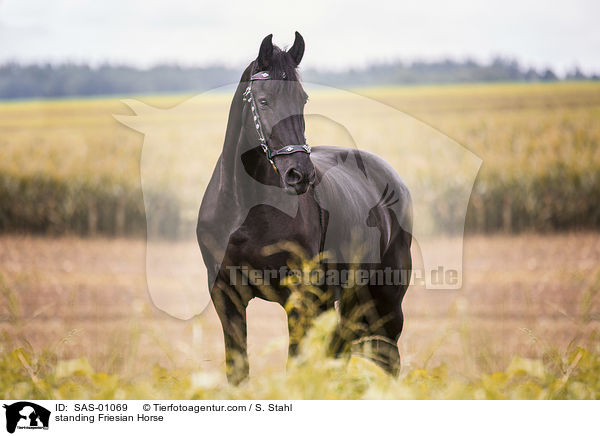 stehender Friese / standing Friesian Horse / SAS-01069