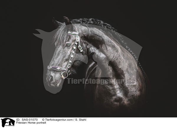 Friese Portrait / Friesian Horse portrait / SAS-01070