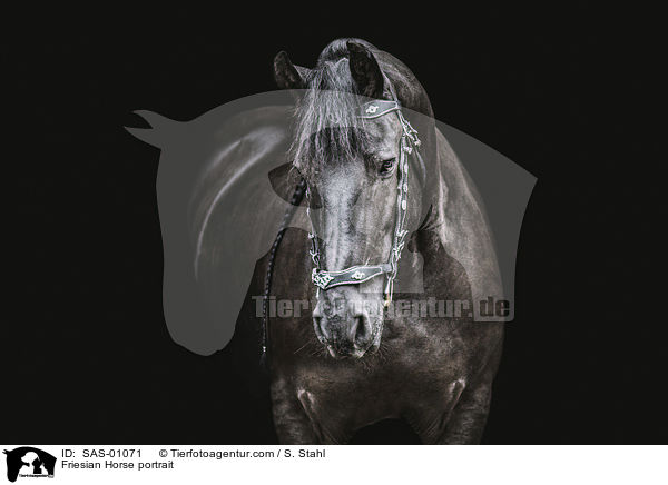 Friese Portrait / Friesian Horse portrait / SAS-01071