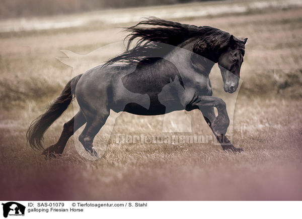 galoppierender Friese / galloping Friesian Horse / SAS-01079