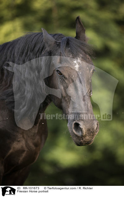 Friesian Horse portrait / RR-101673