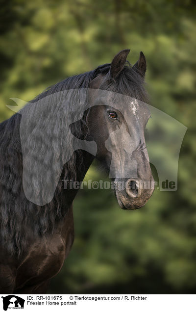 Friesian Horse portrait / RR-101675