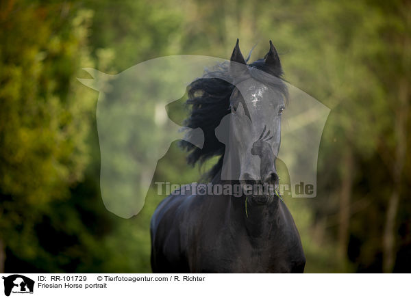 Friese Portrait / Friesian Horse portrait / RR-101729