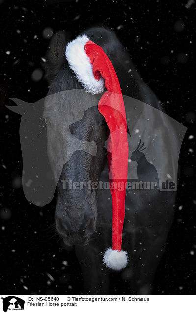 Friese Portrait / Friesian Horse portrait / NS-05640