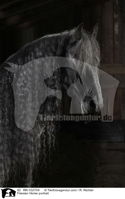 Friesian Horse portrait / RR-102704