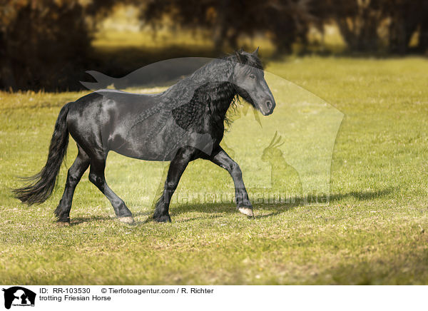 trabender Friese / trotting Friesian Horse / RR-103530