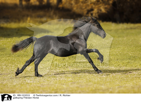 galloping Friesian Horse / RR-103533