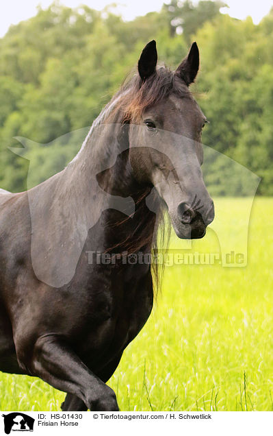 Frisian Horse / HS-01430