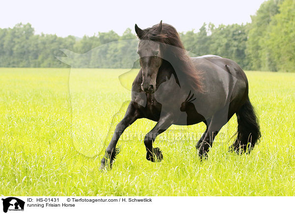 running Frisian Horse / HS-01431