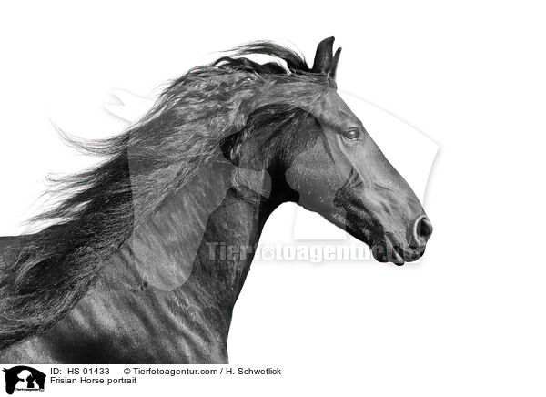 Frisian Horse portrait / HS-01433