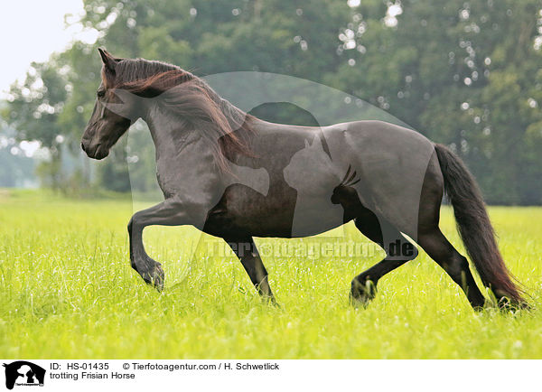 trotting Frisian Horse / HS-01435