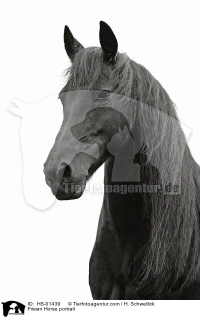 Friese Portrait / Frisian Horse portrait / HS-01439