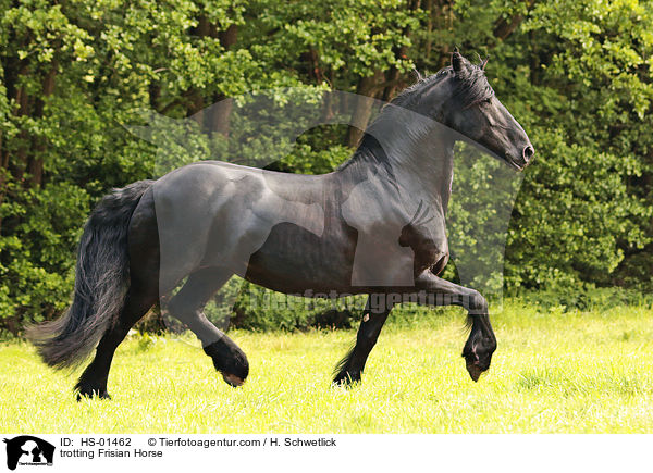 trabender Friese / trotting Frisian Horse / HS-01462