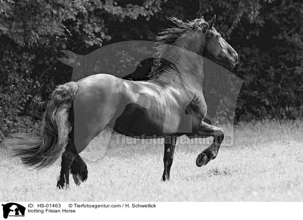 trabender Friese / trotting Frisian Horse / HS-01463