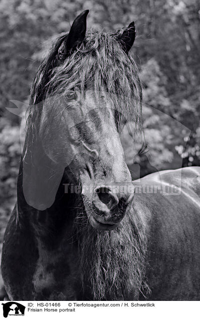 Friese Portrait / Frisian Horse portrait / HS-01466