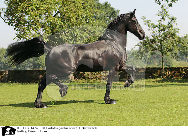 trabender Friese / trotting Frisian Horse / HS-01474