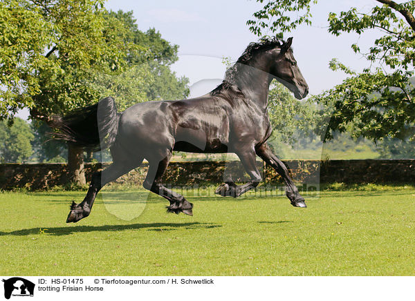 trabender Friese / trotting Frisian Horse / HS-01475