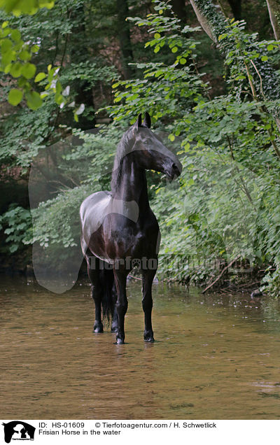 Frisian Horse in the water / HS-01609