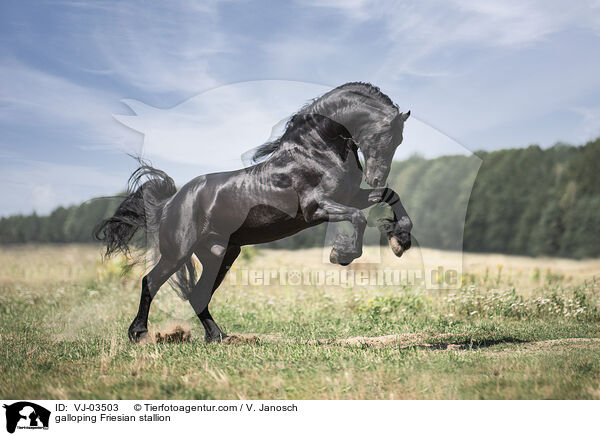 galoppierender Friese Hengst / galloping Friesian stallion / VJ-03503