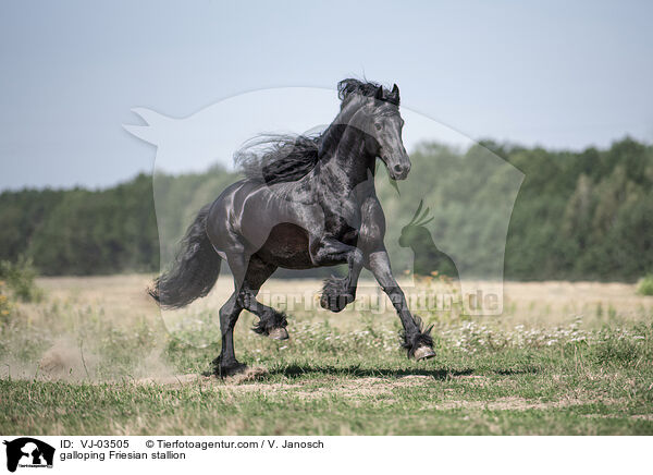 galoppierender Friese Hengst / galloping Friesian stallion / VJ-03505