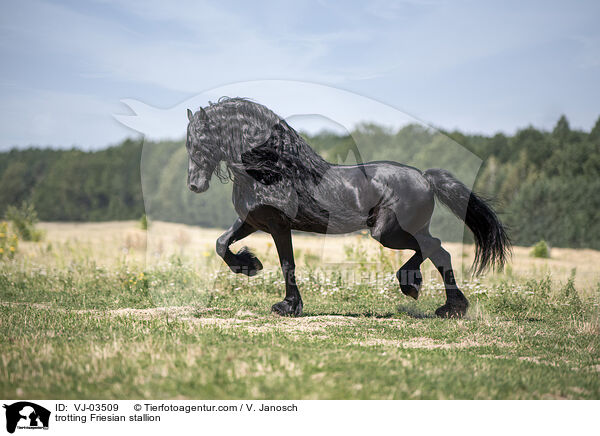 trotting Friesian stallion / VJ-03509