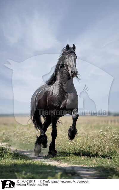trotting Friesian stallion / VJ-03517