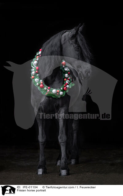 Frisian horse portrait / IFE-01104