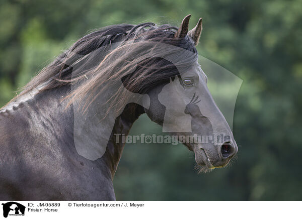 Frisian Horse / JM-05889