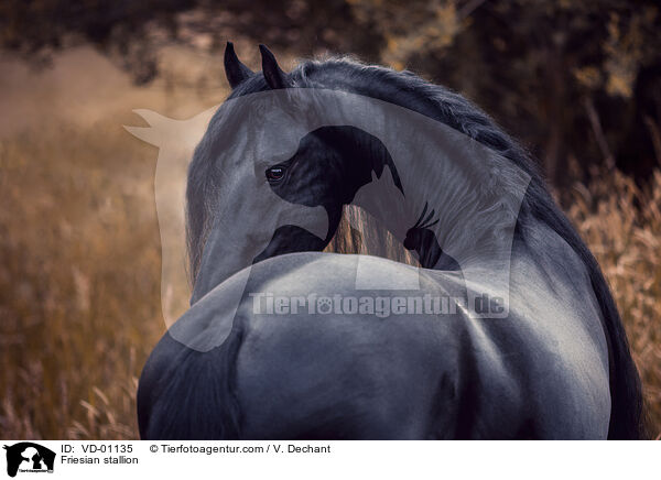 Friesian stallion / VD-01135