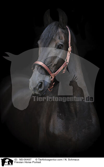 Friesian Horse Portrait / NS-06487