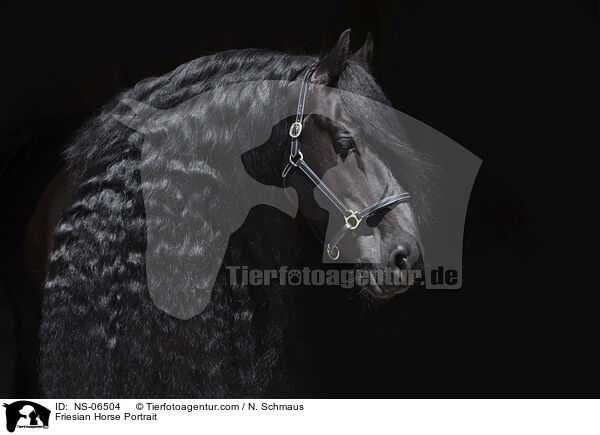 Friese Portrait / Friesian Horse Portrait / NS-06504