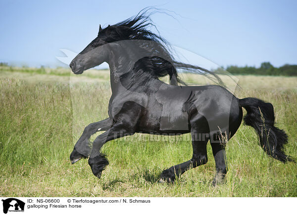 galloping Friesian horse / NS-06600