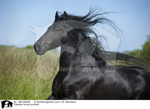 Friesian horse portrait / NS-06606