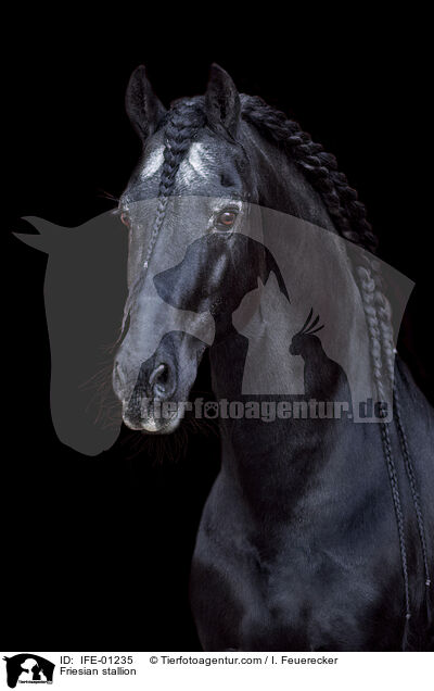 Friesian stallion / IFE-01235