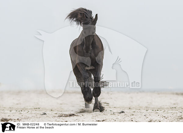 Frisian Horse at the beach / MAB-02248