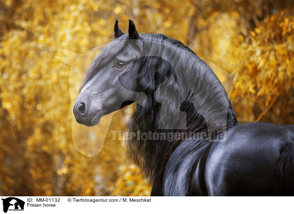 Frisian horse / MM-01132