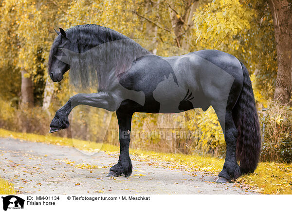 Friese / Frisian horse / MM-01134