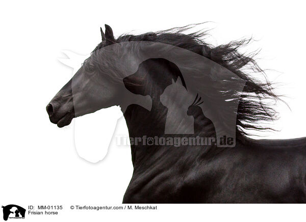 Friese / Frisian horse / MM-01135