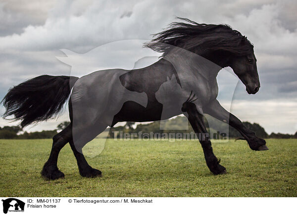 Frisian horse / MM-01137