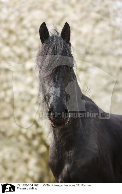 Friesen Wallach / Frisian gelding / RR-104162