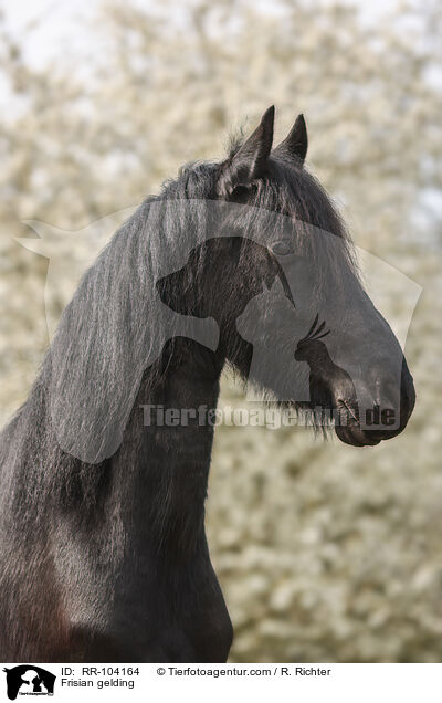 Frisian gelding / RR-104164