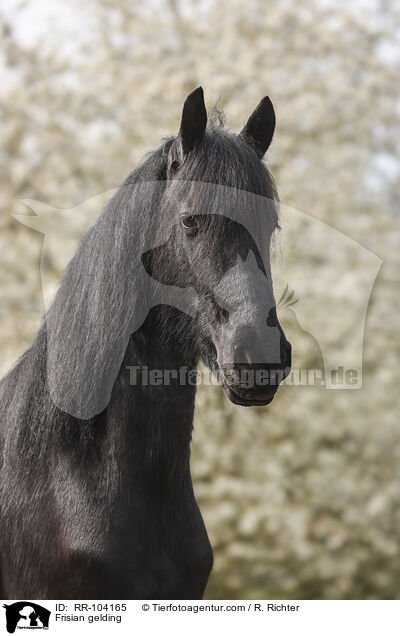 Friesen Wallach / Frisian gelding / RR-104165