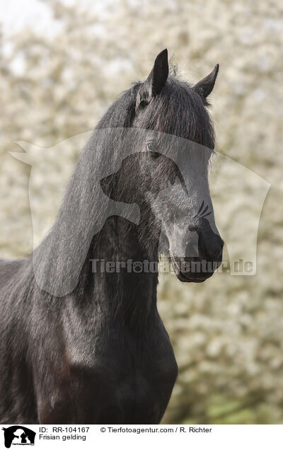 Friesen Wallach / Frisian gelding / RR-104167