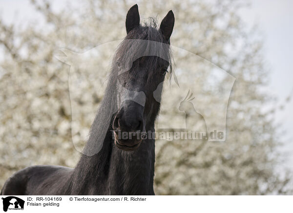 Frisian gelding / RR-104169