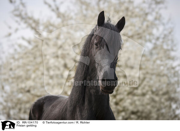 Friesen Wallach / Frisian gelding / RR-104170