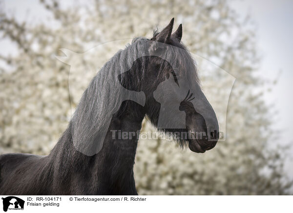 Friesen Wallach / Frisian gelding / RR-104171