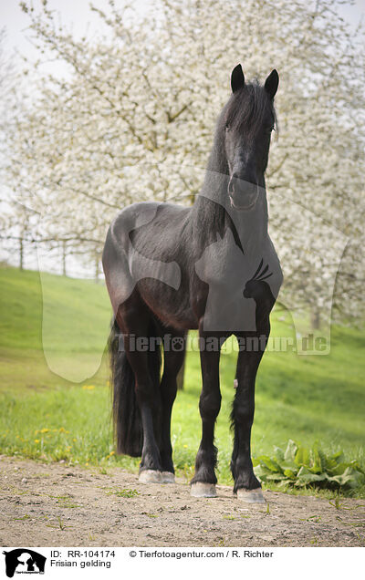 Friesen Wallach / Frisian gelding / RR-104174