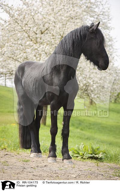 Friesen Wallach / Frisian gelding / RR-104175