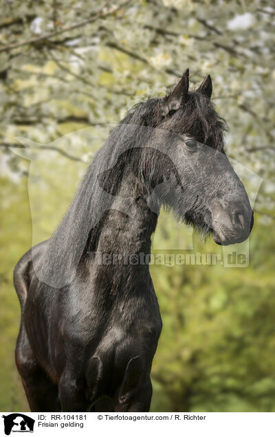 Frisian gelding / RR-104181